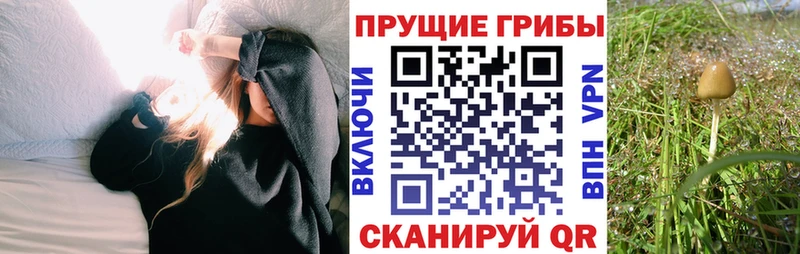 наркота Куртамыш кракен зеркало Псилоцибиновые грибы Psilocybe